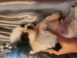 Catelusi shihtzu