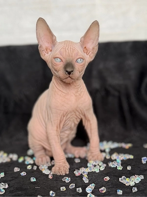 Baietel Sphynx cu pedigree - imagine 3
