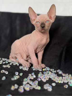 Baietel Sphynx cu pedigree - imagine 2