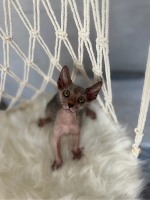 Lykoi pui cu pedigree - imagine 3