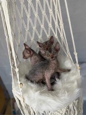 Lykoi pui cu pedigree - imagine 5