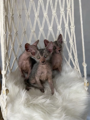 Lykoi pui cu pedigree - imagine 4