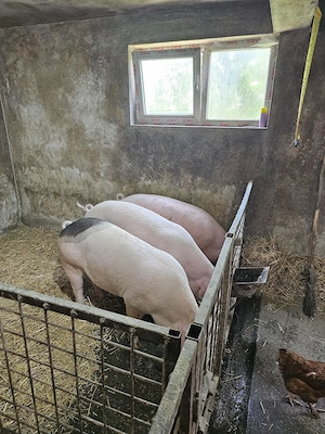 Vând Porci 120 - 150 kg 