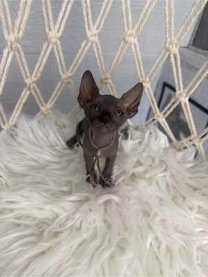 Baietel Sphynx negru cu pedigree  - imagine 2