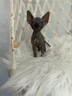 Baietel Sphynx negru cu pedigree 