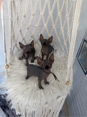 Baietel Sphynx negru cu pedigree  - imagine 4