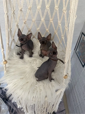 Baietel Sphynx negru cu pedigree  - imagine 3