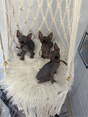 Baietel Sphynx negru cu pedigree  - imagine 5