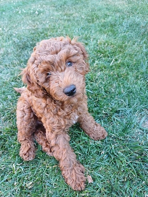 Pui de Poodle Miniatură Red în vârstă de 11 săptămâni  îmi caut familia mea pentru totdeauna. - imagine 2