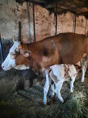 Vaca cu vițel de vanzare - imagine 3