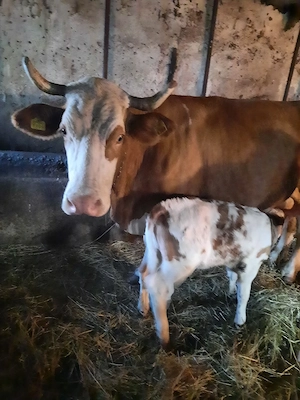 Vaca cu vițel de vanzare