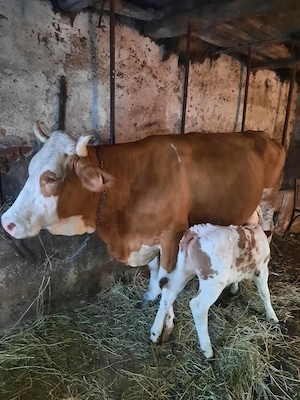 Vaca cu vițel de vanzare - imagine 4