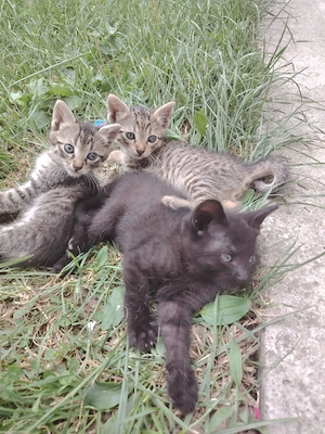 3 motănei și o pisicuță metis de norvegiana de pădure 