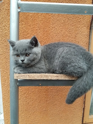  British Sorthair Blue pui