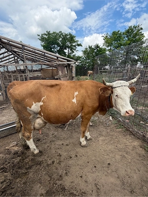vand animale