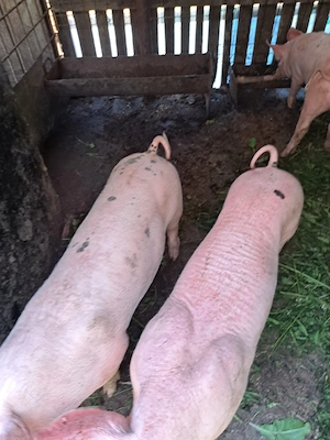 Purcei montati cu pietran 