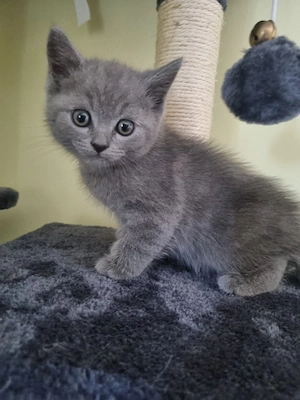 Pui British Shorthair Blue