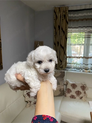 Vând bichon maltez - imagine 2