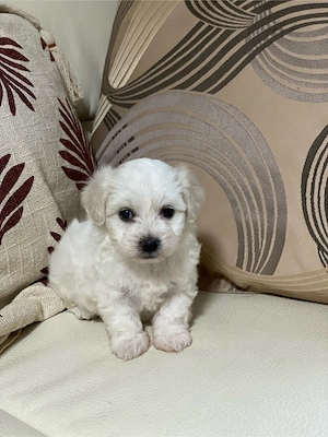 Vând bichon maltez - imagine 4