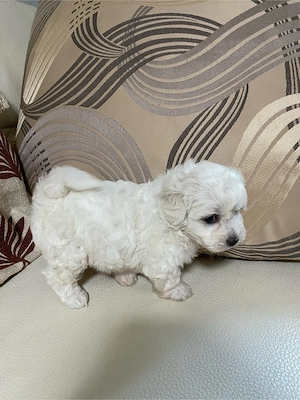 Vând bichon maltez - imagine 5