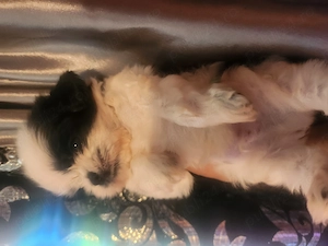 Catelusi shihtzu miny toy - imagine 5