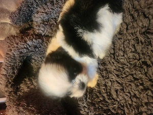 Catelusi shihtzu miny toy - imagine 3