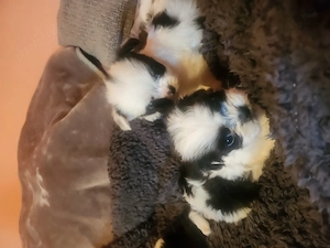 Catelusi shihtzu miny toy - imagine 2