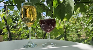 Vin Alb Roșu Sec Demisec 