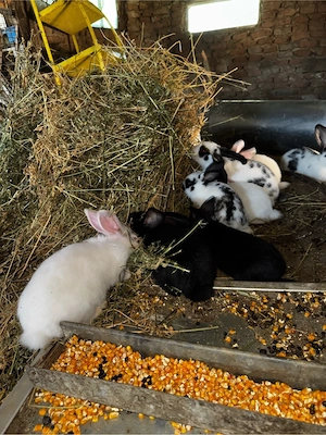 Vând iepurași!