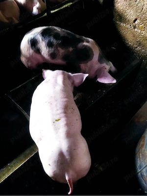 de vanzare purcei 7 saptamani 