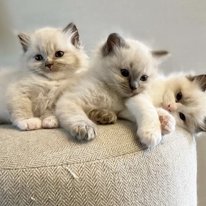 Ragdoll rasă pură 