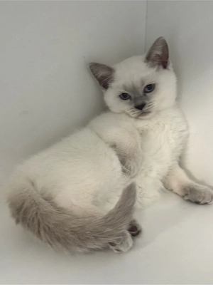 Pui British Shorthair 
