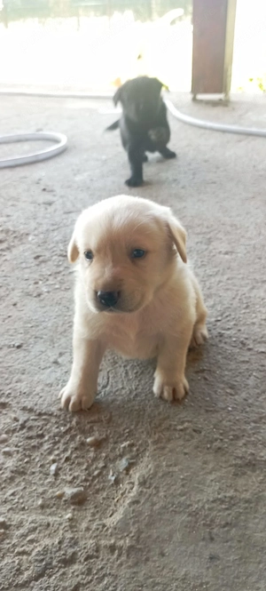 Vand Labrador Retriever Galben si negru Incepand din 1 iulie se pot vinde - imagine 2