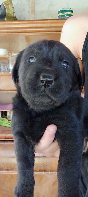 Vand Labrador Retriever Galben si negru Incepand din 1 iulie se pot vinde - imagine 5
