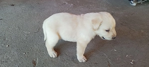Vand Labrador Retriever Galben si negru Incepand din 1 iulie se pot vinde - imagine 4