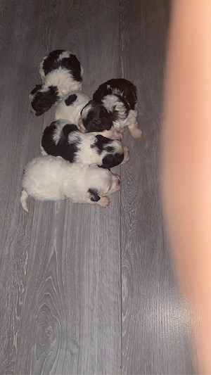 catelusi bichon - imagine 3