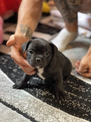 Pui de Bulldog Francez - imagine 3