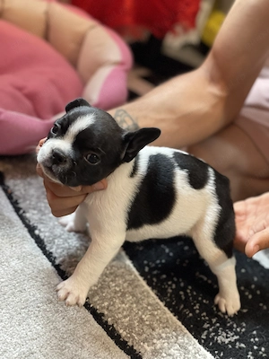 Pui de Bulldog Francez - imagine 2