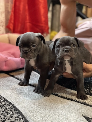 Pui de Bulldog Francez