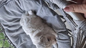 Bichon baietel jucăuș
