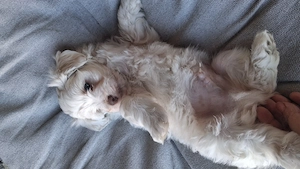 Bichon baietel jucăuș - imagine 3