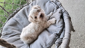 Bichon baietel jucăuș - imagine 2