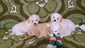 Bichon Maltipoo - imagine 3