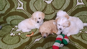 Bichon Maltipoo - imagine 2