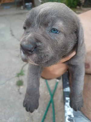 Catelusa Cane Corso  - imagine 3