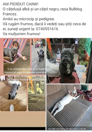 Am Pierdut câini bulldog francez 