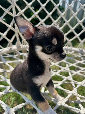 Chihuahua mini-toy  pui, fata