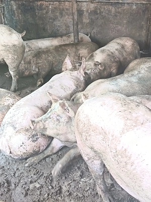 PORCI de vanzare