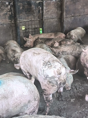 PORCI de vanzare - imagine 2