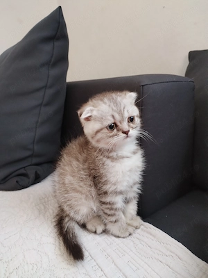 Vând puișori de rasa British shorthair si scotish fold  - imagine 4